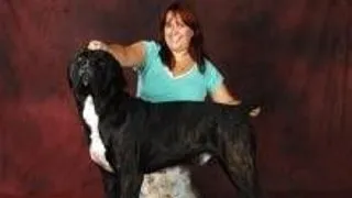 Cane Corso