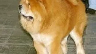 Chow Chow