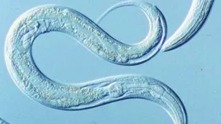 Viermii pulmonari la pisica
