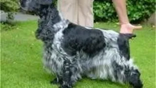 Cocker Spaniel Englez