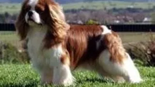 Cavalier King Charles Spaniel