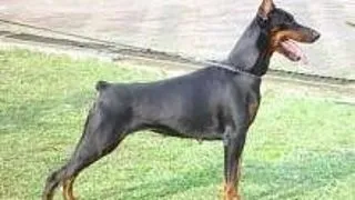 Dobermann Pinscher