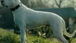 Dog Argentinian