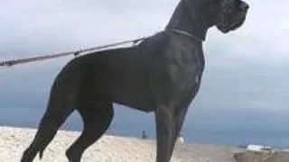 Dog German