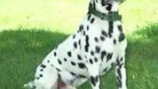 Dalmatian