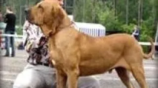 Fila Brasileiro