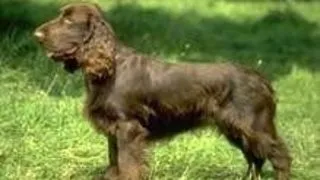 Field spaniel