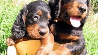 Gordon Setter-ul