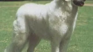 Kuvasz