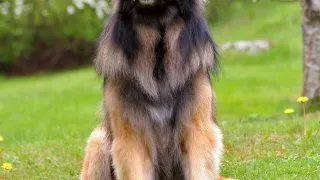Leonberger-ul