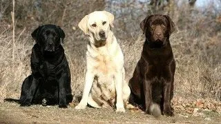 Labrador Retriever