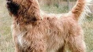 OTTERHOUND (COPOIUL PENTRU VIDRE)