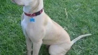 Pit Bull Terrier American