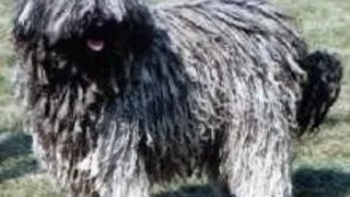 Puli