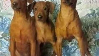 Pinscher pitic