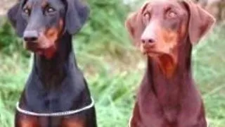 Pinscher German