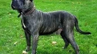 Perro de Presa Canario sau Dogo Canario