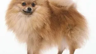 Pomeranian