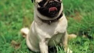 Pug