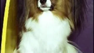 Papillon