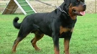 Rottweiler