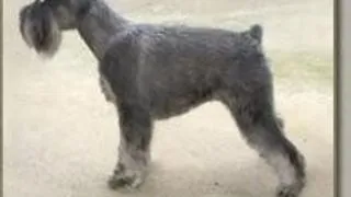 Schnauzer Urias