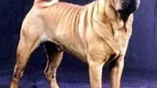 Shar-Pei