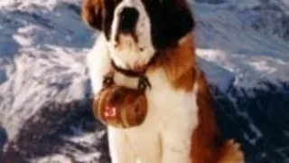 Saint Bernard