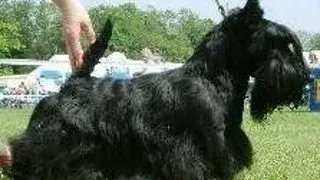 Scottish Terrier