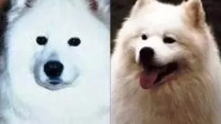 Samoyed