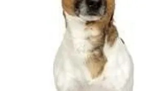 Toy Fox Terrier - Fox terrierul de salon