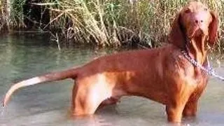 Vizsla