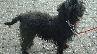 Affenpinscher-ul