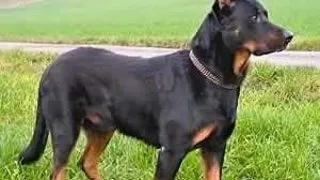 Beauceron