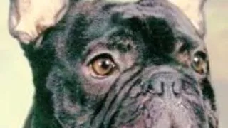 Bulldog Francez
