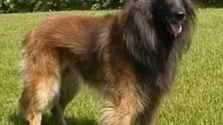 Ciobanescul Belgian Tervueren