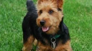 Terrier Australian