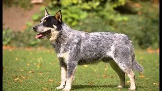Australian Cattle Dog - Cainele de Cireada Australian