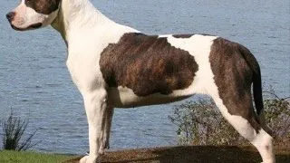 Amstaff - American Staffordshire Terrier
