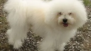 Bichon Bolognese