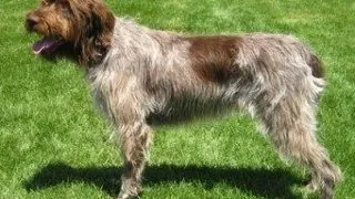Wirehaired Pointing Griffon