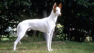 Ibizan Hound