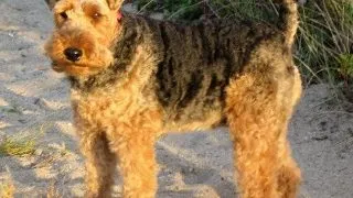 Welsh Terrier