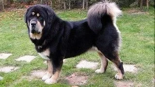 Mastiff Tibetan