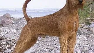 Irish Terrier