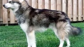 Alaskan Klee Kai