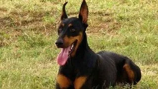 Doberman