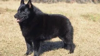 Schipperke