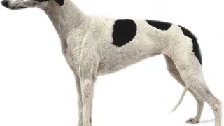 Greyhound
