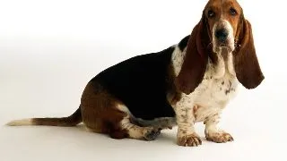 Basset Hound